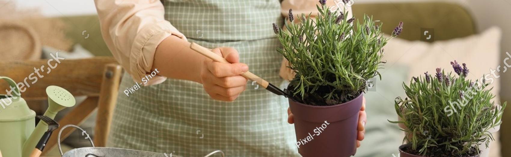About Planted to Bloom Counseling