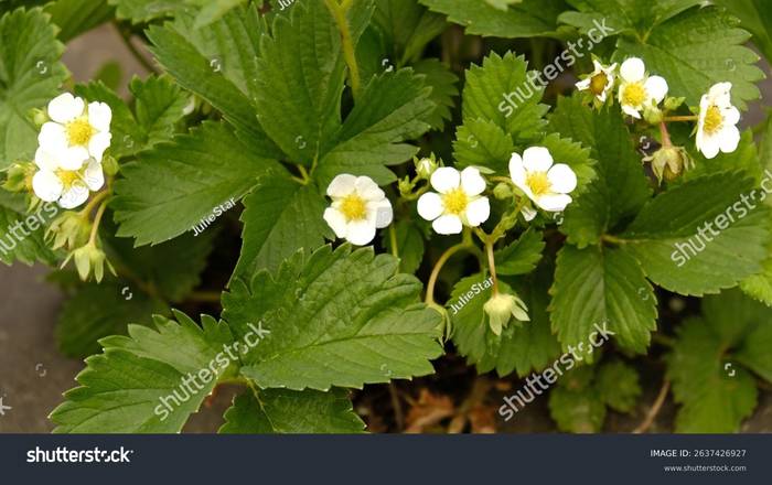 Wild strawberry blossoms